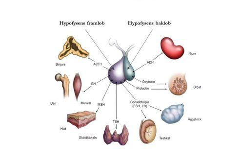 Hypofysen - kroppens viktigaste hormonbildande körtel