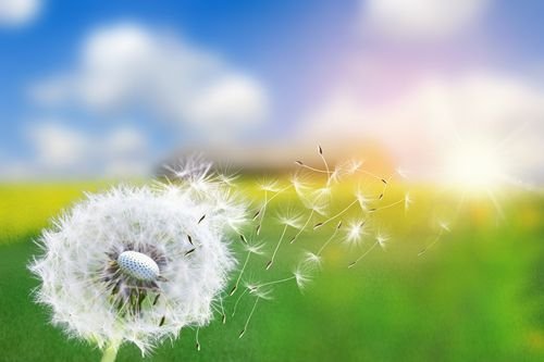 Vad är IgE? En guide till immunförsvarets reaktioner och allergier